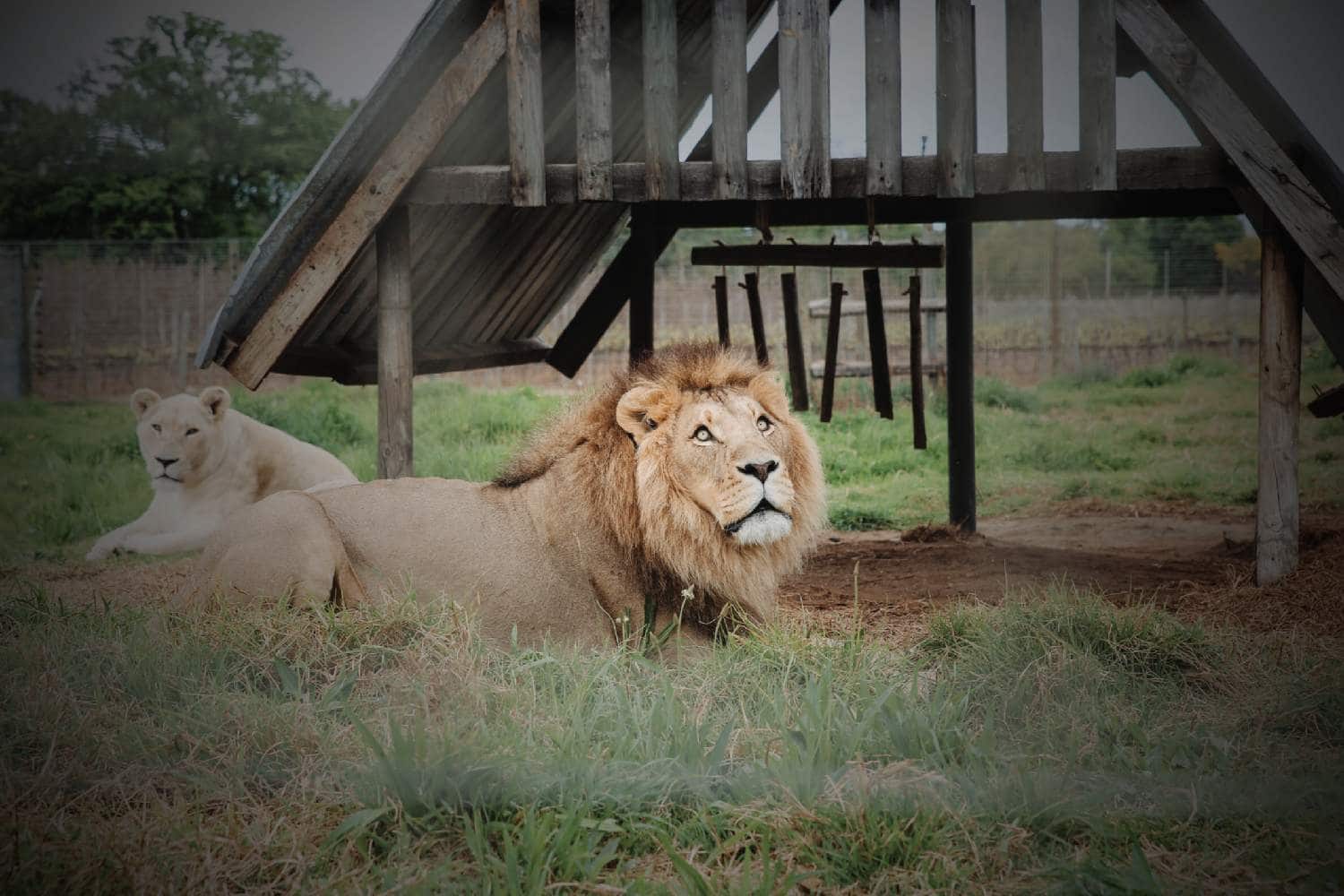 vredenheim wildlife and winery
