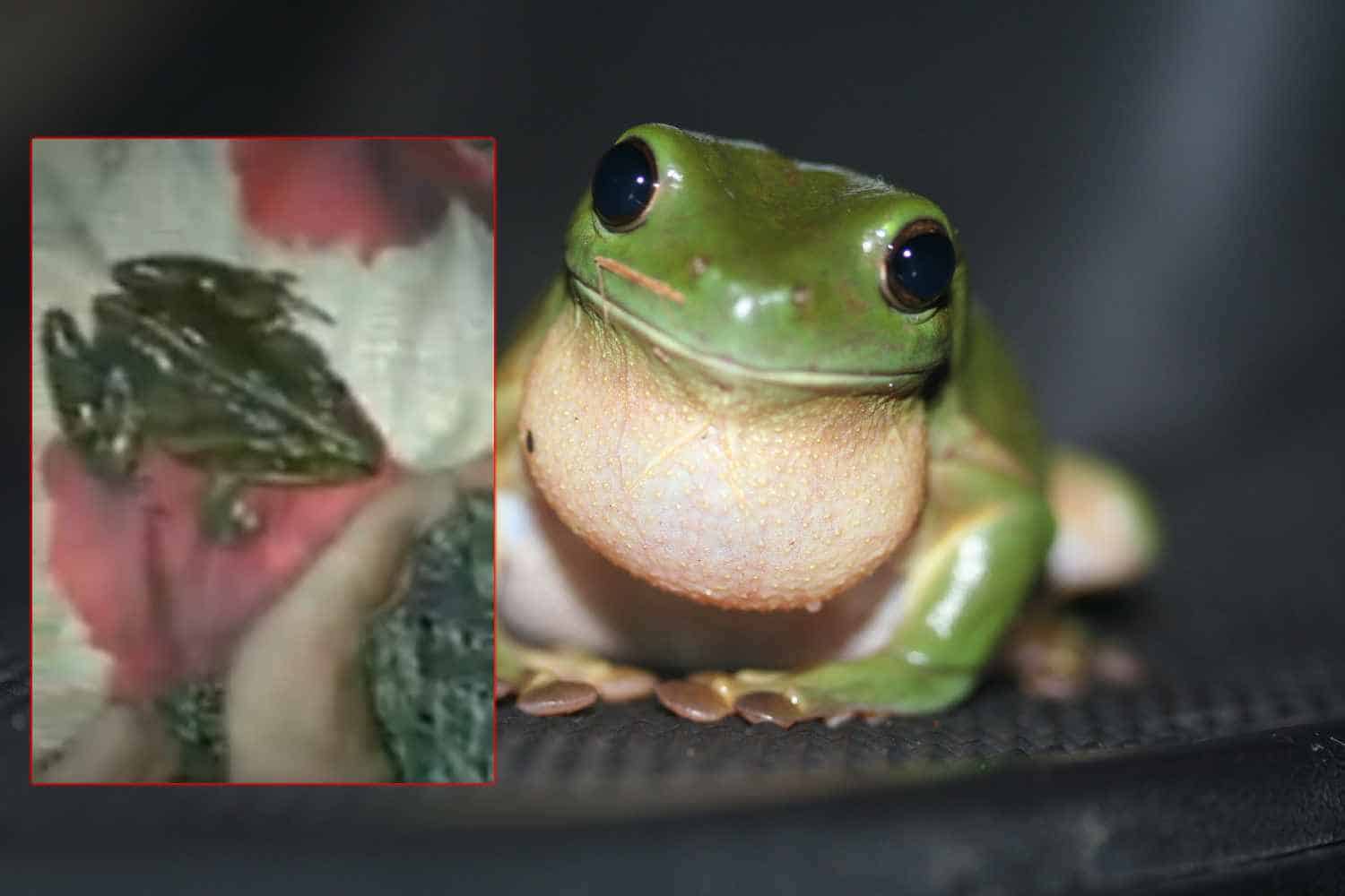 frog