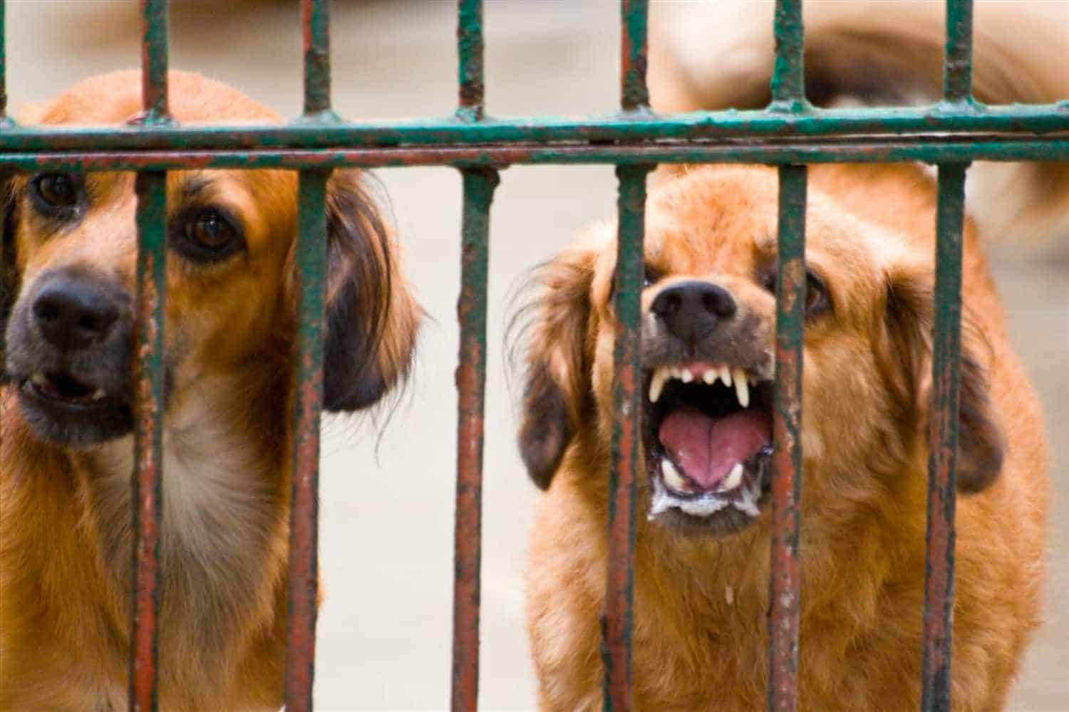 rabies outbreak