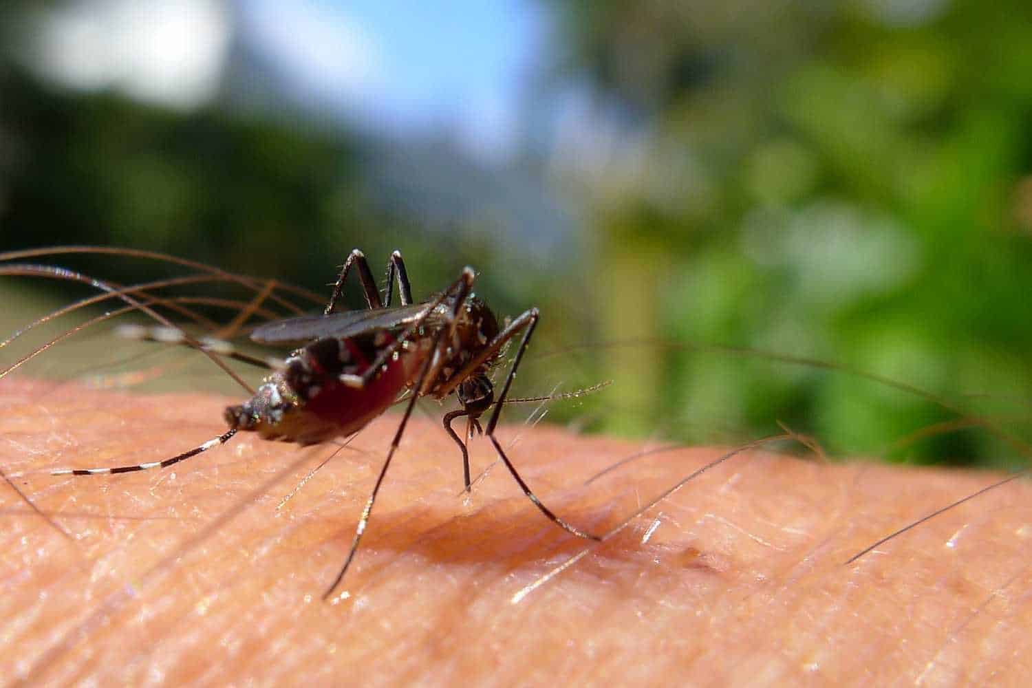 malaria
