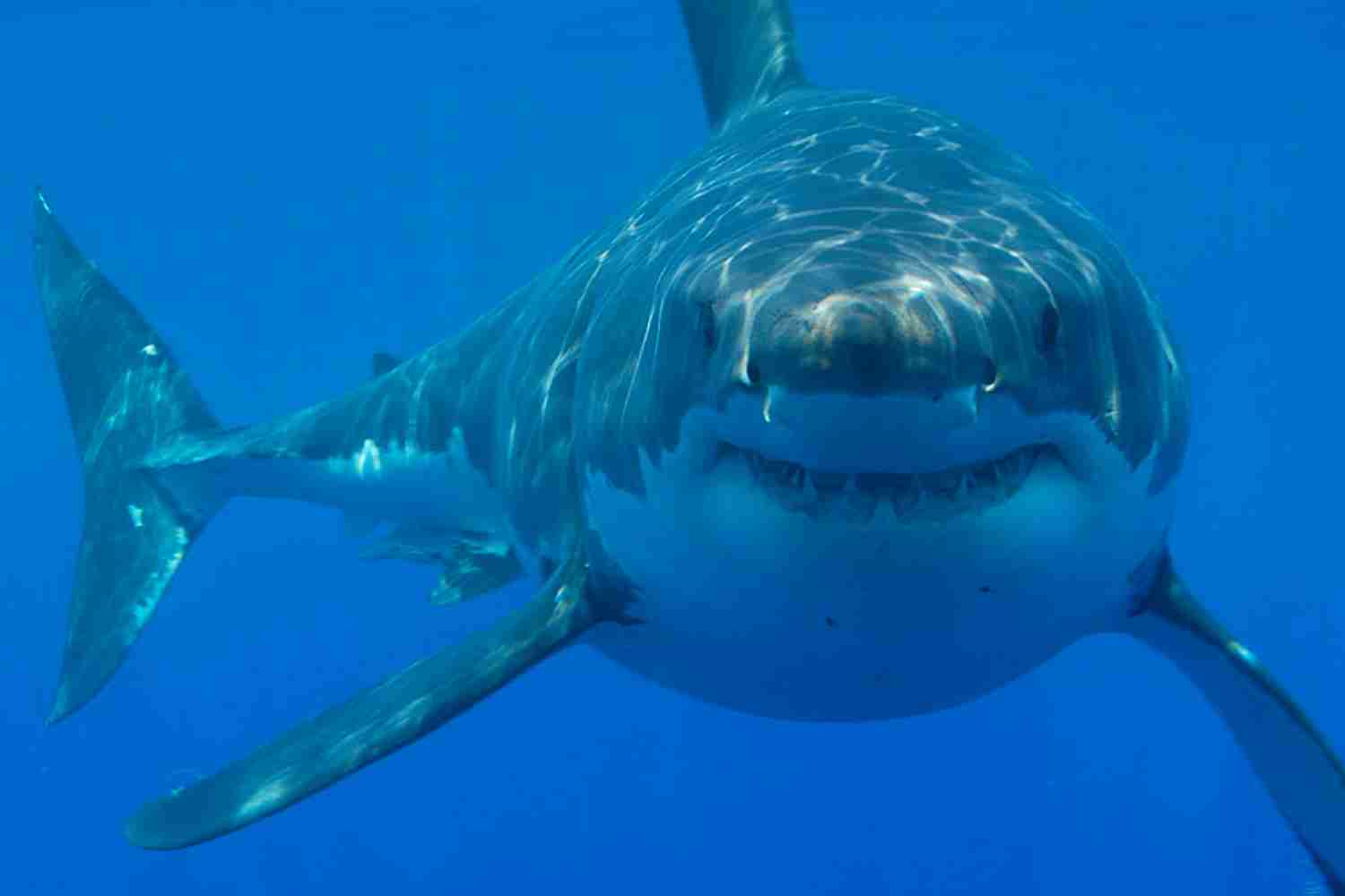 great white shark Plettenberg bay sanctuary beach