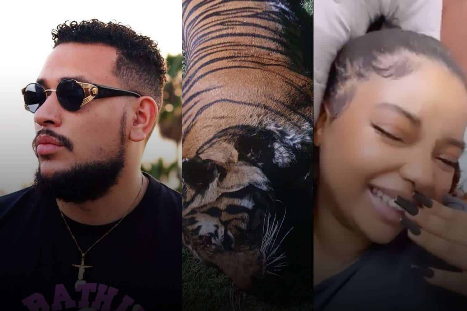 swisher podcast episode 031 Sheba the tiger