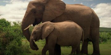 Eastern Cape travel guide Addo elephant national park