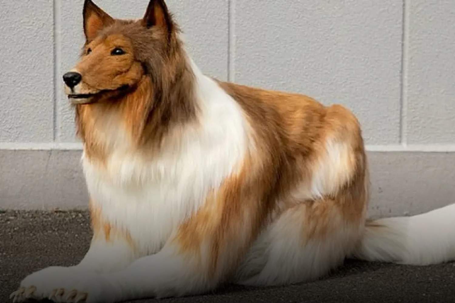 who is toco human become a dog spend R380K