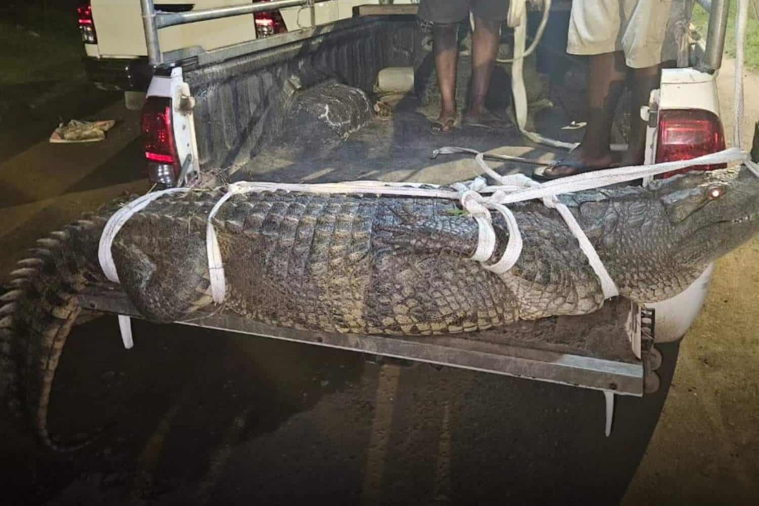 mandeni crocodile