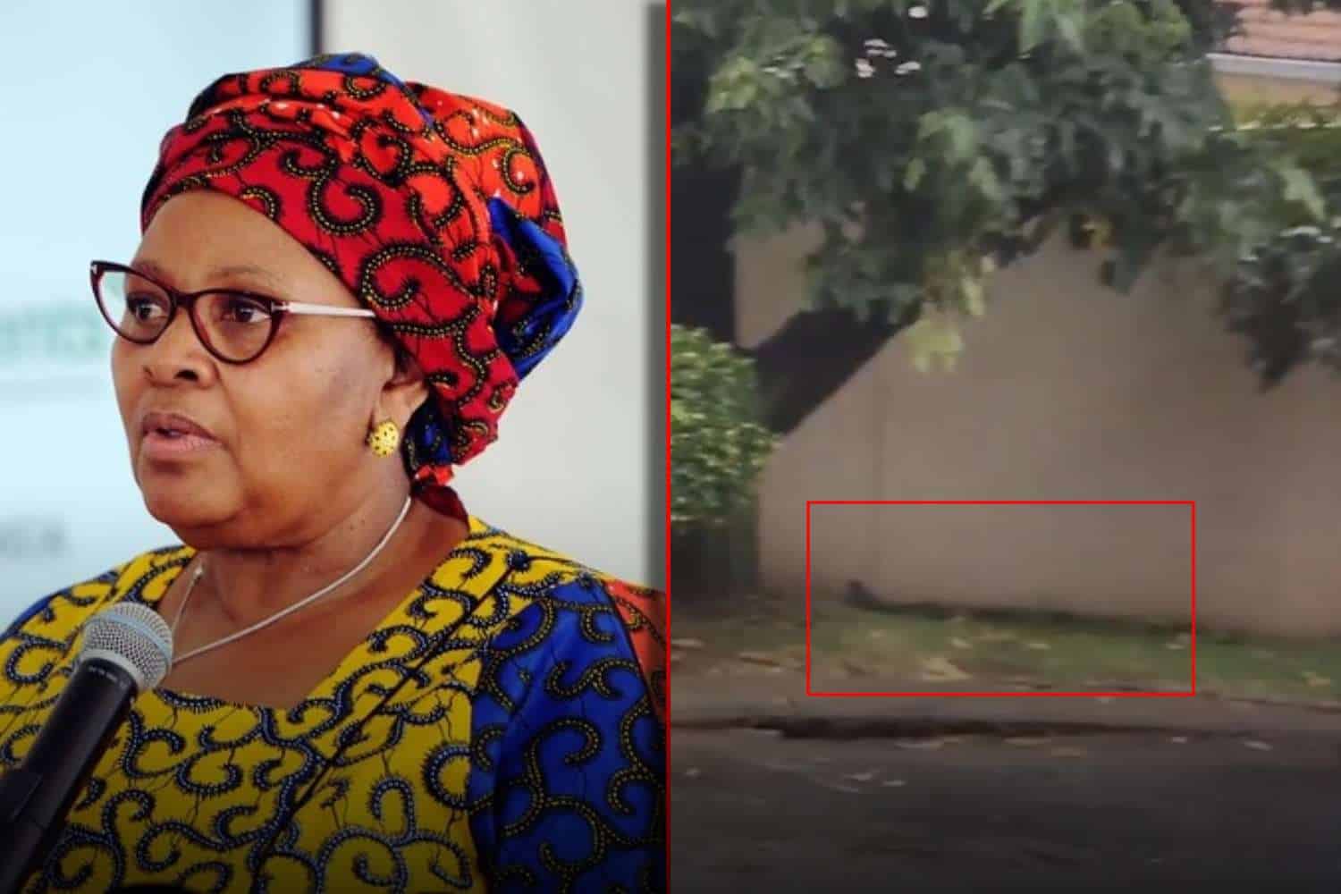 nosiviwe mapisa-nqakula house snake