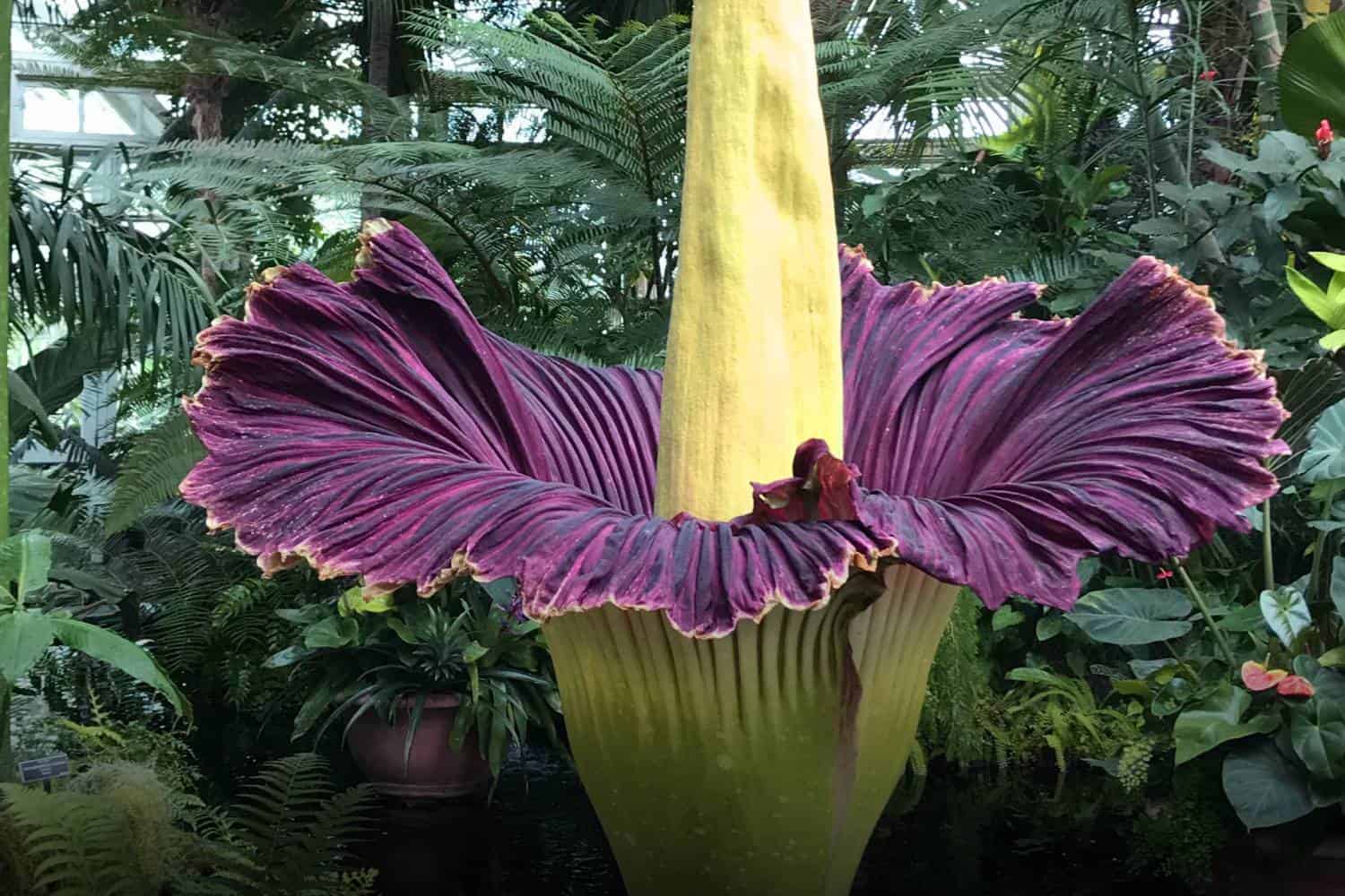 corpse flower