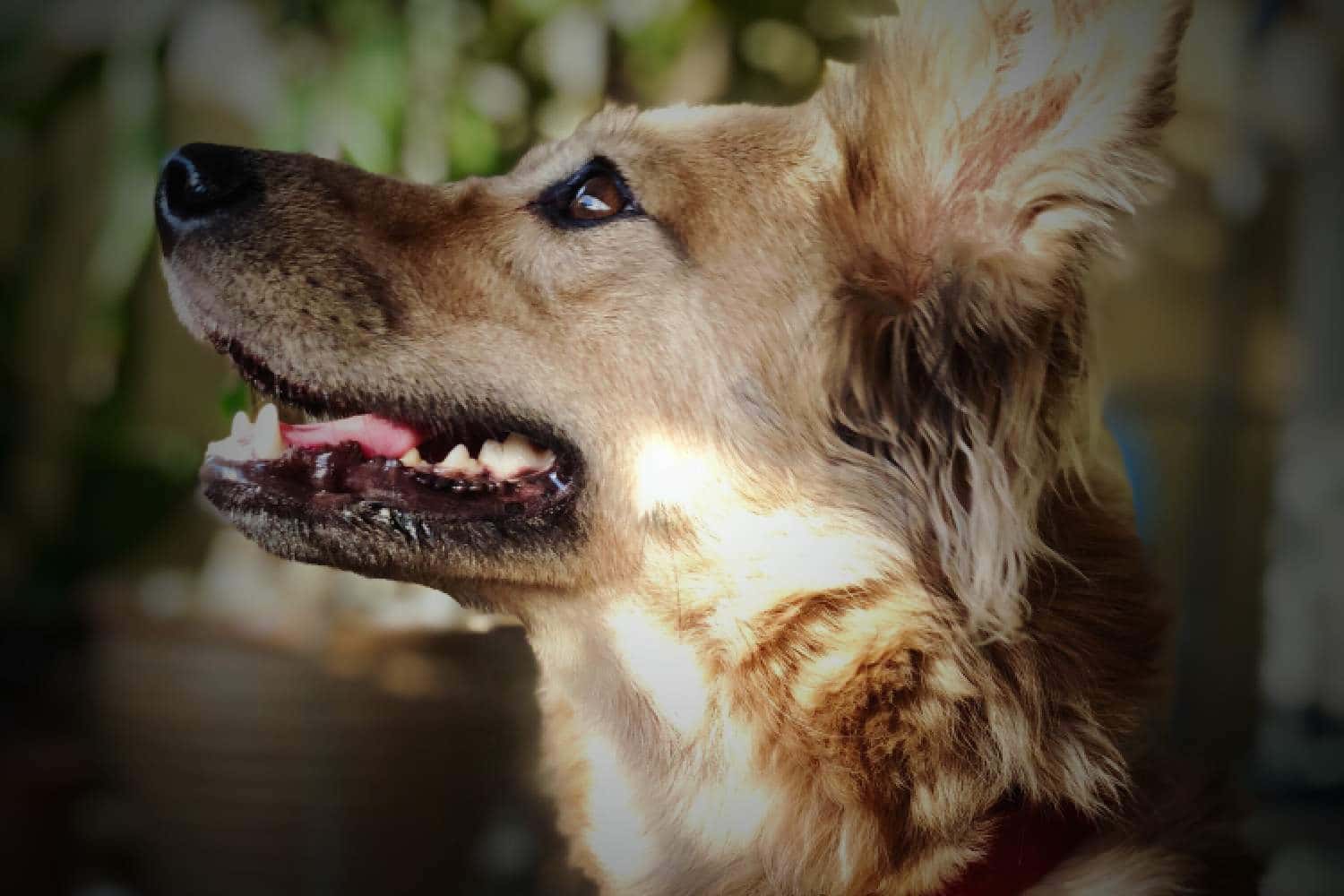 dog canine