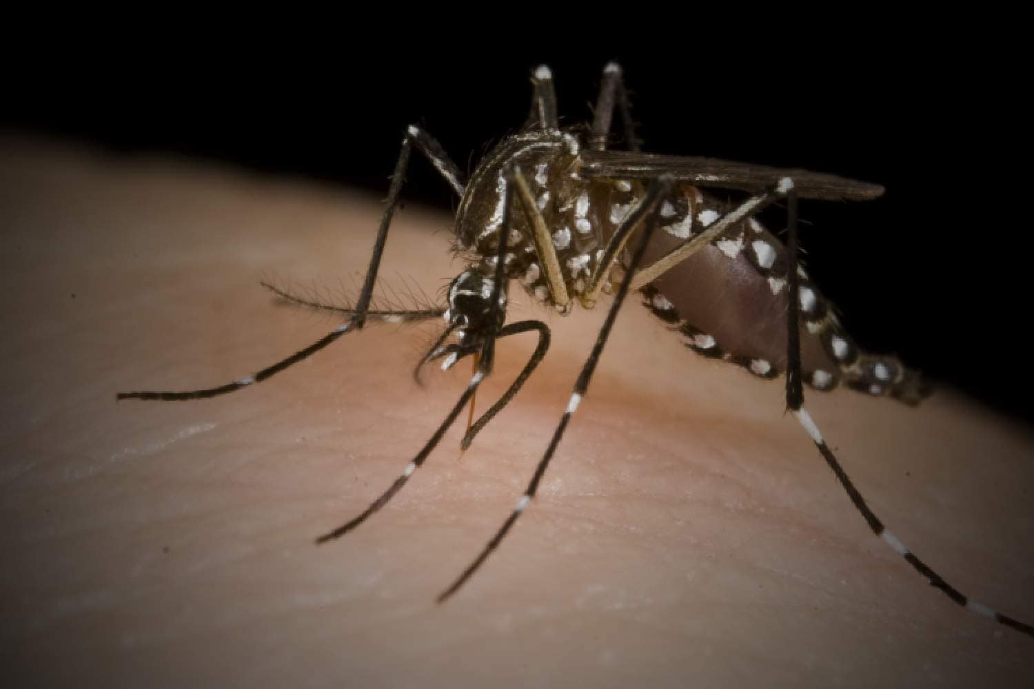 mosquito chikungunya virus infection