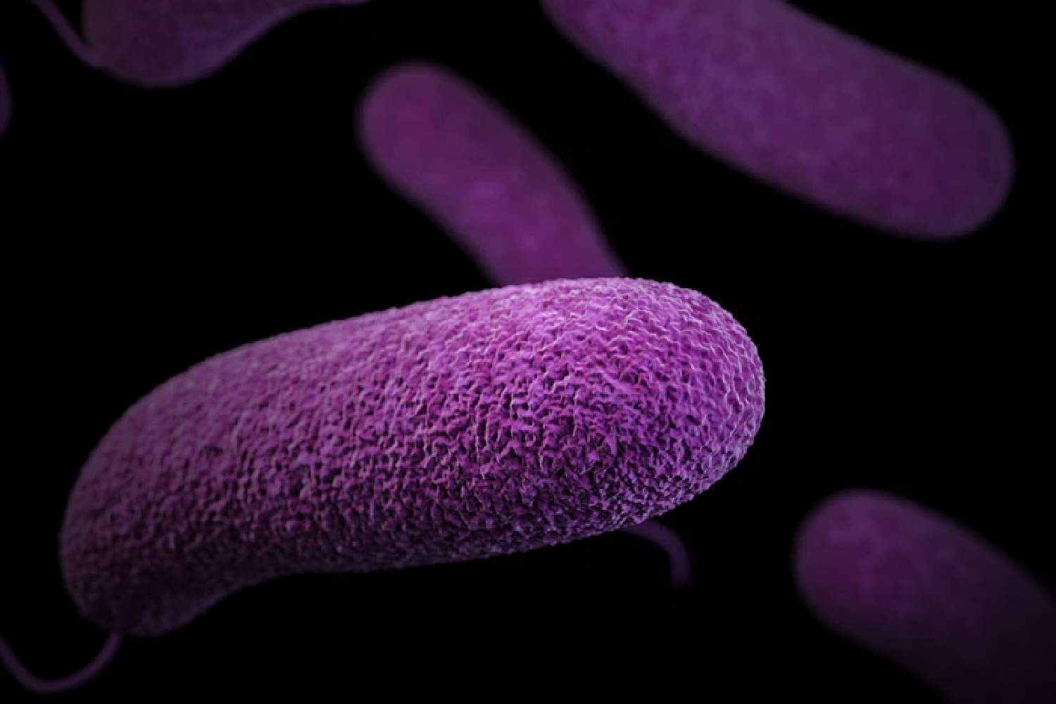 Vibrio vulnificus flesh-eating bacteria