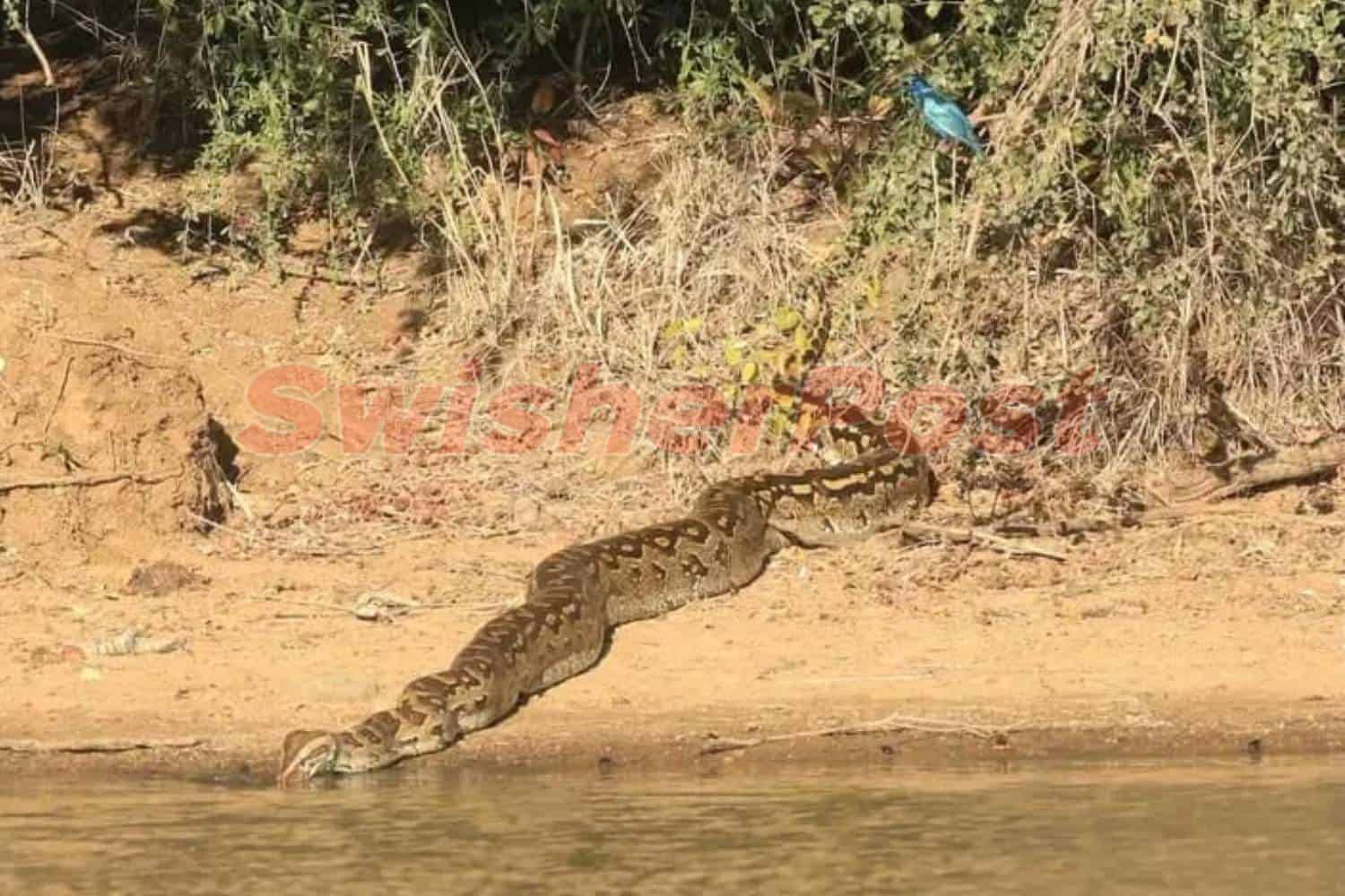 python timbavati game reserve